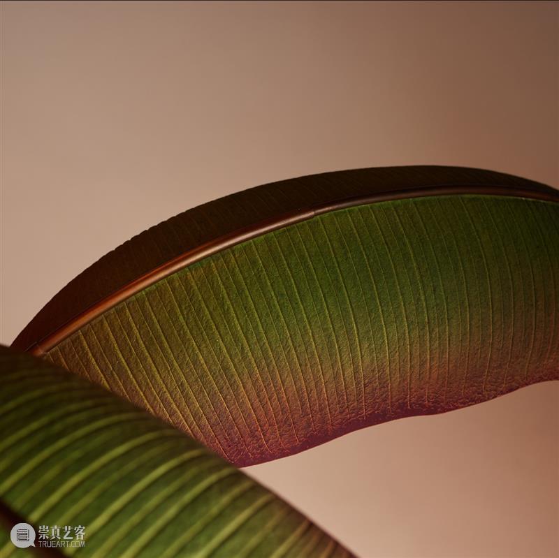 设计未来丨释放“亲生物设计”的自然想象 崇真艺客