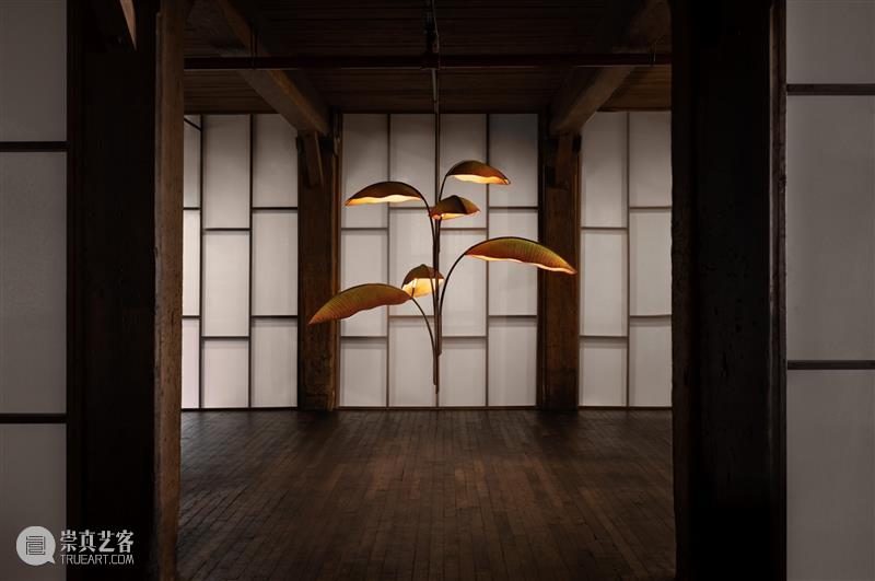 设计未来丨释放“亲生物设计”的自然想象 崇真艺客