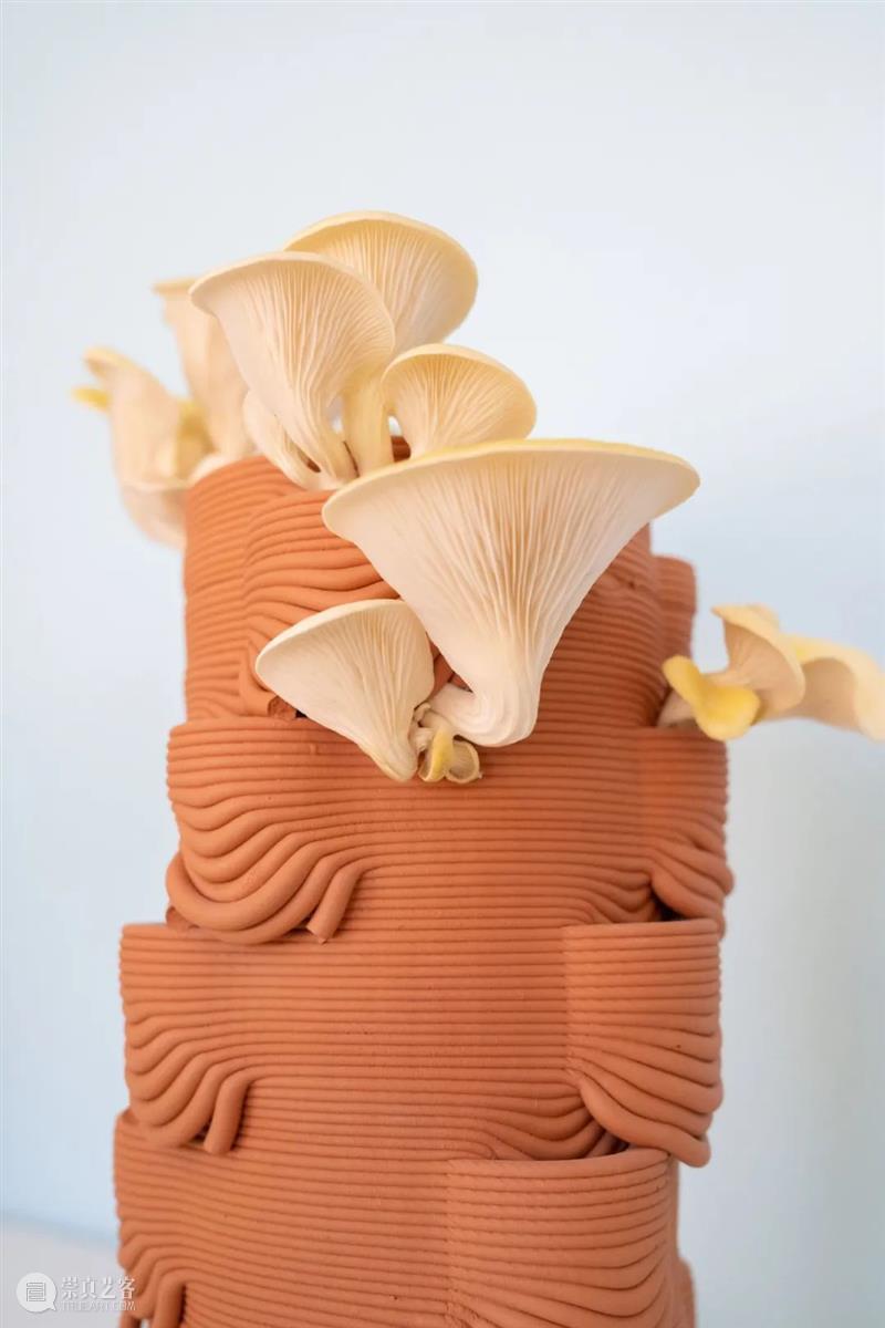 设计未来丨释放“亲生物设计”的自然想象 崇真艺客