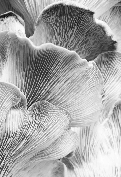 设计未来丨释放“亲生物设计”的自然想象 崇真艺客