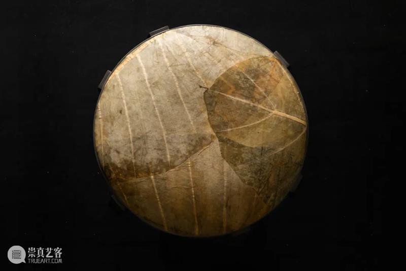 设计未来丨释放“亲生物设计”的自然想象 崇真艺客