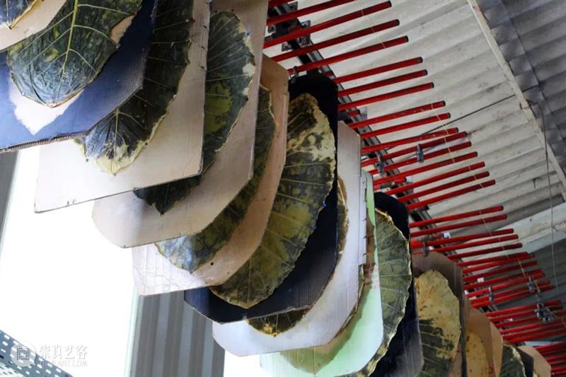 设计未来丨释放“亲生物设计”的自然想象 崇真艺客