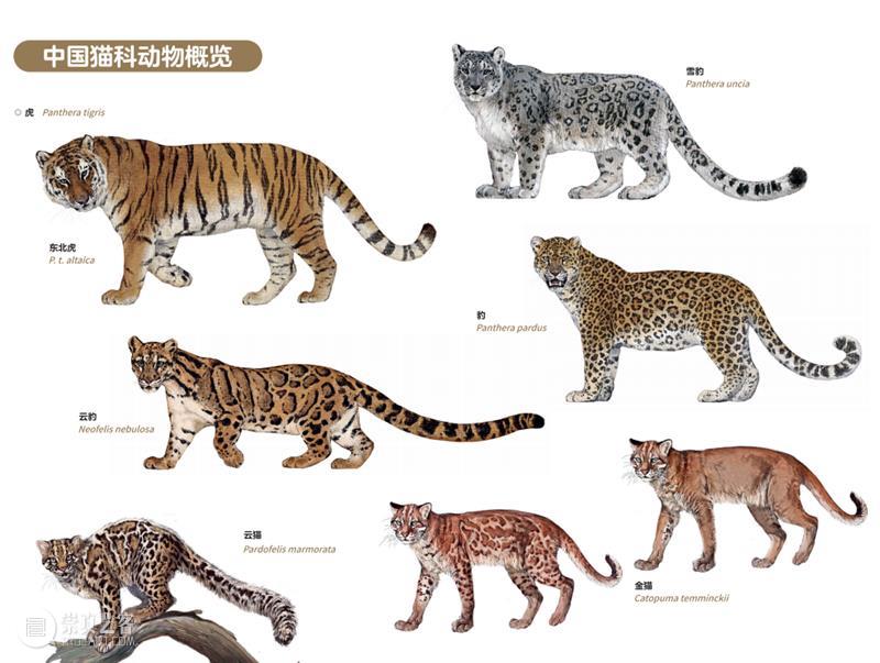 中国的13种野生猫猫，不许再说不认识！ 崇真艺客