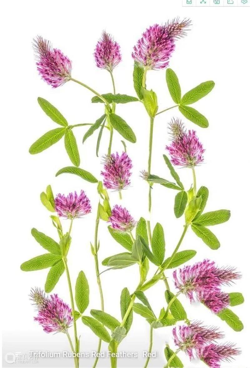 花卉摄影师镜头里的“花花世界” 崇真艺客