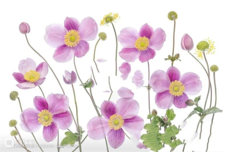 花卉摄影师镜头里的“花花世界” 崇真艺客