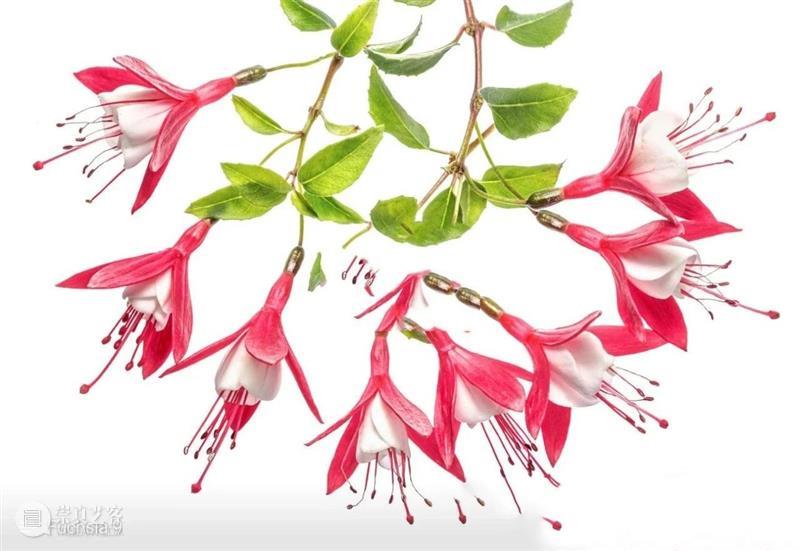 花卉摄影师镜头里的“花花世界” 崇真艺客