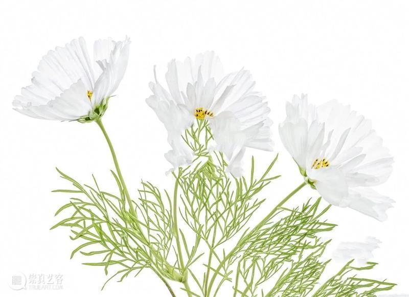 花卉摄影师镜头里的“花花世界” 崇真艺客