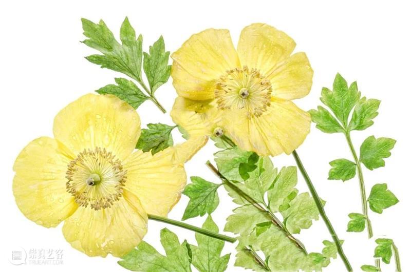花卉摄影师镜头里的“花花世界” 崇真艺客