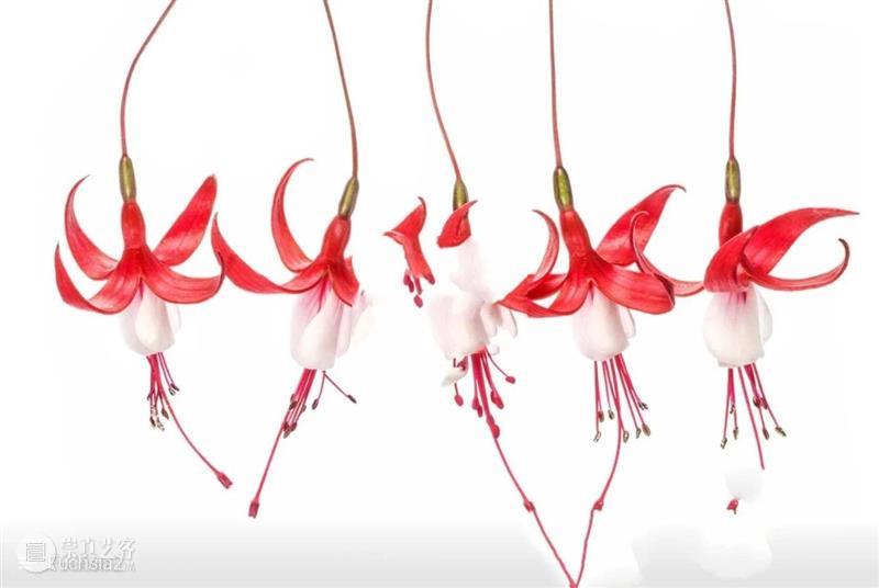 花卉摄影师镜头里的“花花世界” 崇真艺客