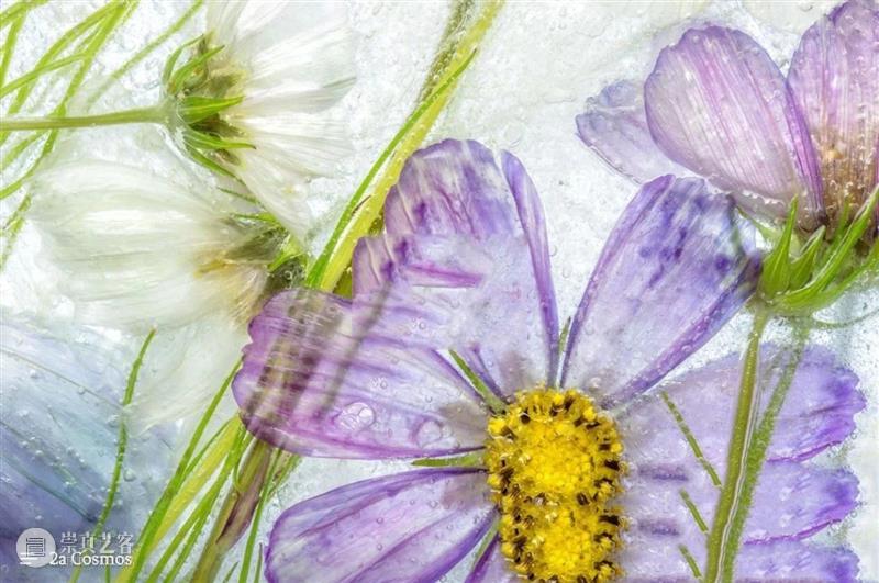 花卉摄影师镜头里的“花花世界” 崇真艺客