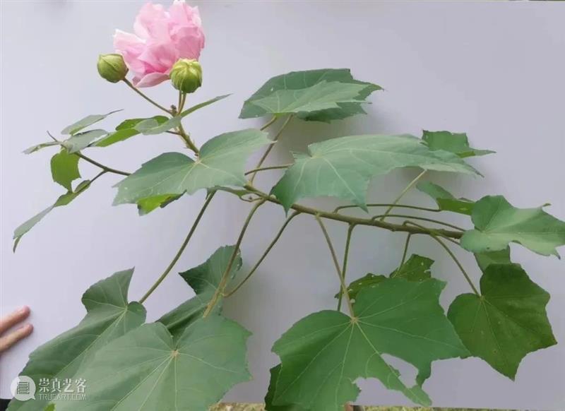 教学 │ 美人如玉在云端——宋人芙蓉研习课题(上)临摹 崇真艺客