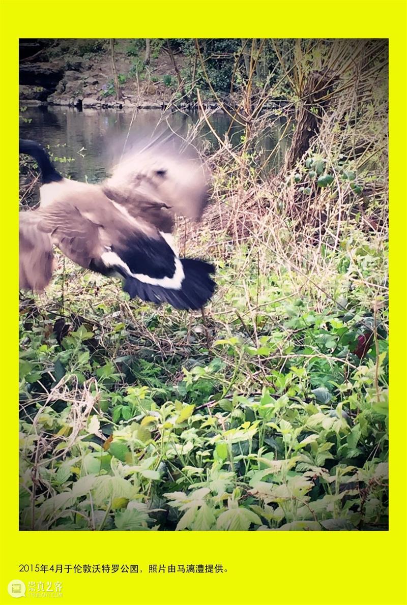 第四届花家地双年展 | 马漓澧的诗与歌 崇真艺客