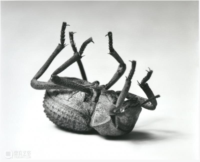 克里斯托弗·威廉姆斯（Christopher Williams）| 卓纳艺术家简介  卓纳画廊DavidZwirner 崇真艺客