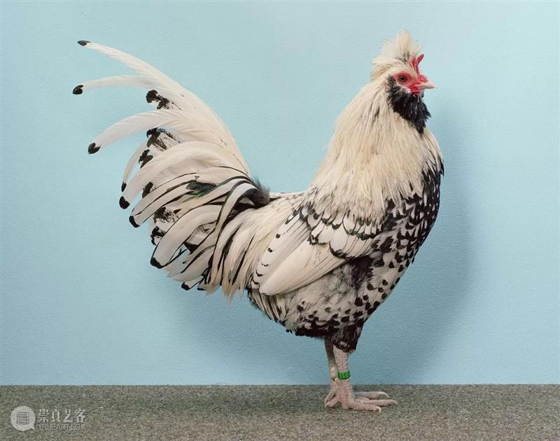 克里斯托弗·威廉姆斯(Christopher Williams)| 卓纳艺术家简介 卓纳画廊DavidZwirner 崇真艺客