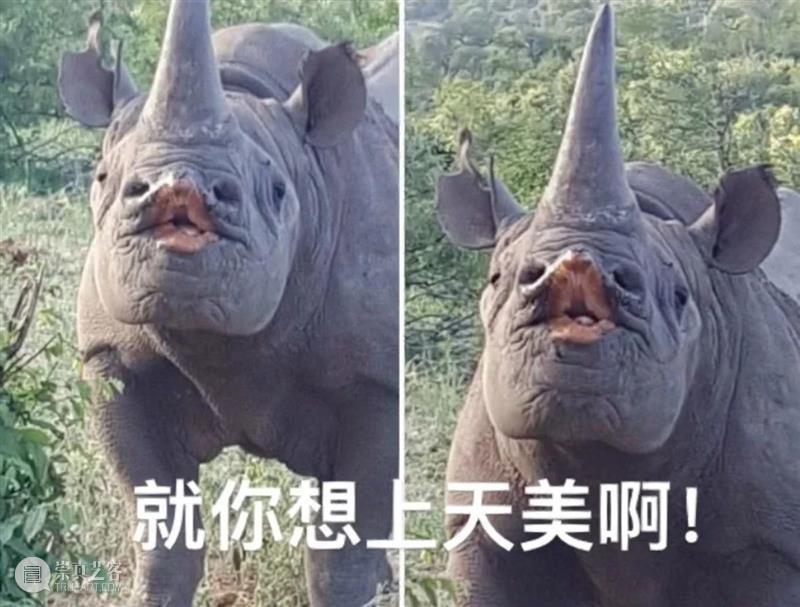 蚌埠住了，天津美术学院初试变成了动物世界！太好笑了…阅卷老师应该会笑哭吧~ 崇真艺客