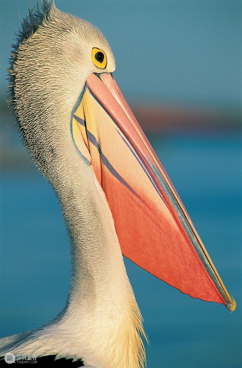 鸟界《狂飙》，鹈鹕灌顶 崇真艺客