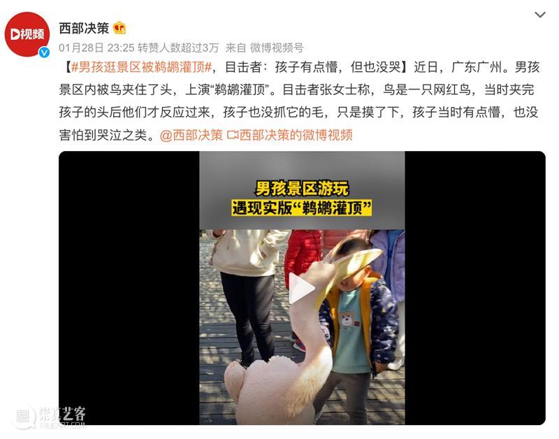 鸟界《狂飙》，鹈鹕灌顶 崇真艺客