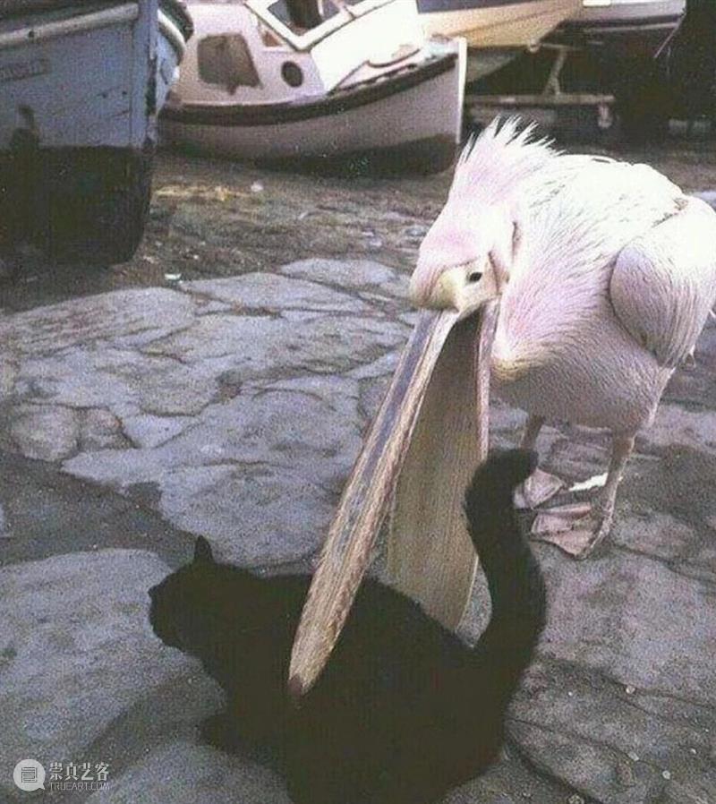 鸟界《狂飙》，鹈鹕灌顶 崇真艺客