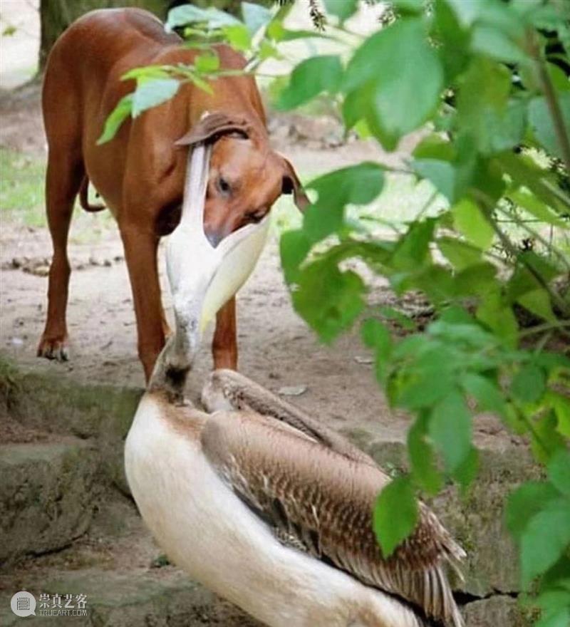 鸟界《狂飙》，鹈鹕灌顶 崇真艺客