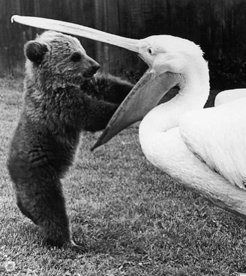 鸟界《狂飙》，鹈鹕灌顶 崇真艺客