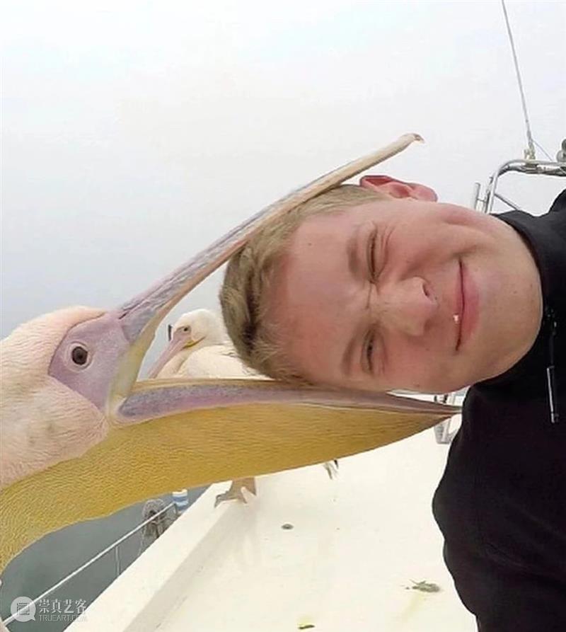 鸟界《狂飙》，鹈鹕灌顶 崇真艺客