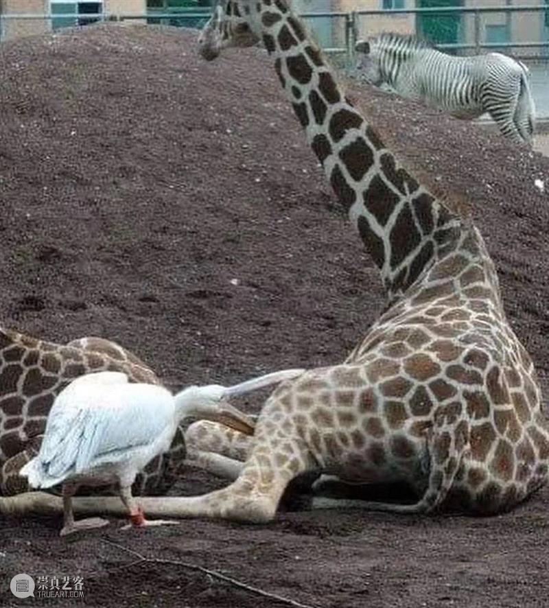 鸟界《狂飙》，鹈鹕灌顶 崇真艺客