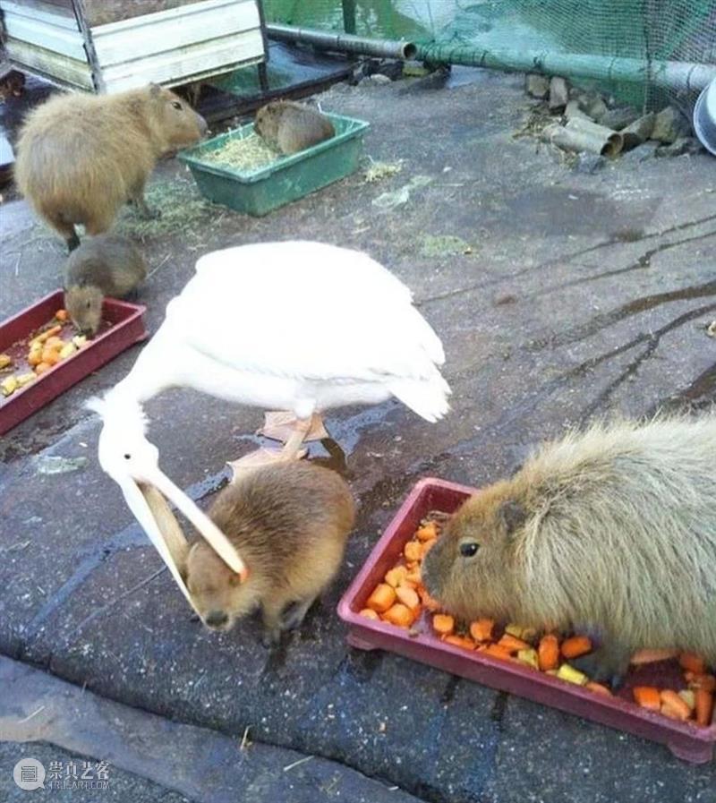 鸟界《狂飙》，鹈鹕灌顶 崇真艺客