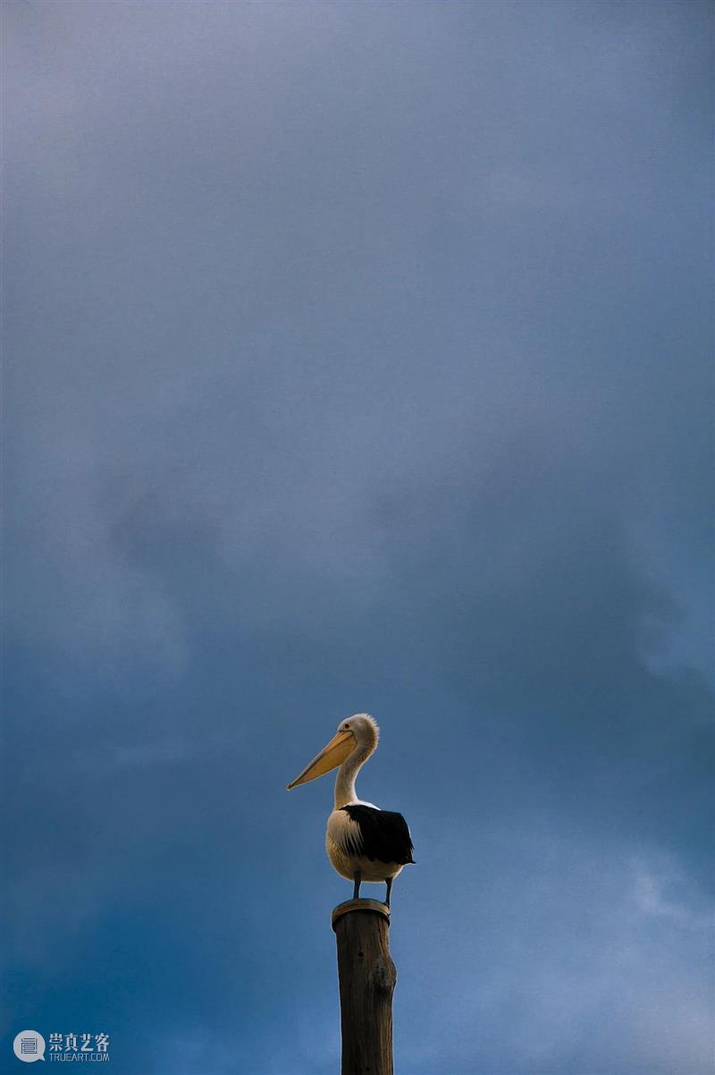 鸟界《狂飙》，鹈鹕灌顶 崇真艺客