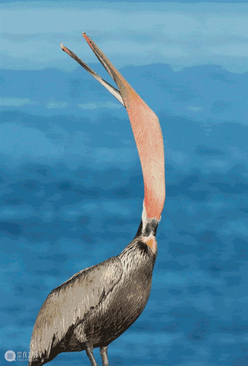 鸟界《狂飙》，鹈鹕灌顶 崇真艺客