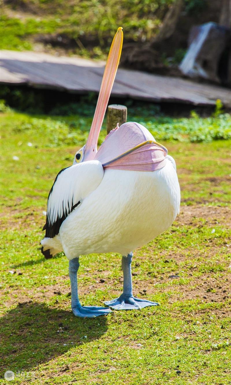 鸟界《狂飙》，鹈鹕灌顶 崇真艺客