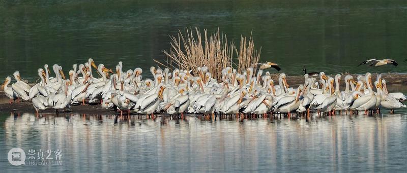 鸟界《狂飙》，鹈鹕灌顶 崇真艺客