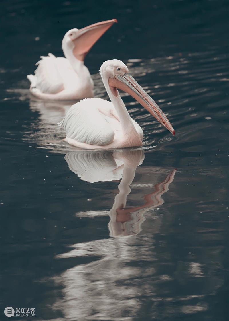 鸟界《狂飙》，鹈鹕灌顶 崇真艺客