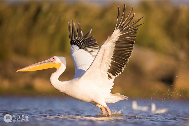 鸟界《狂飙》，鹈鹕灌顶 崇真艺客