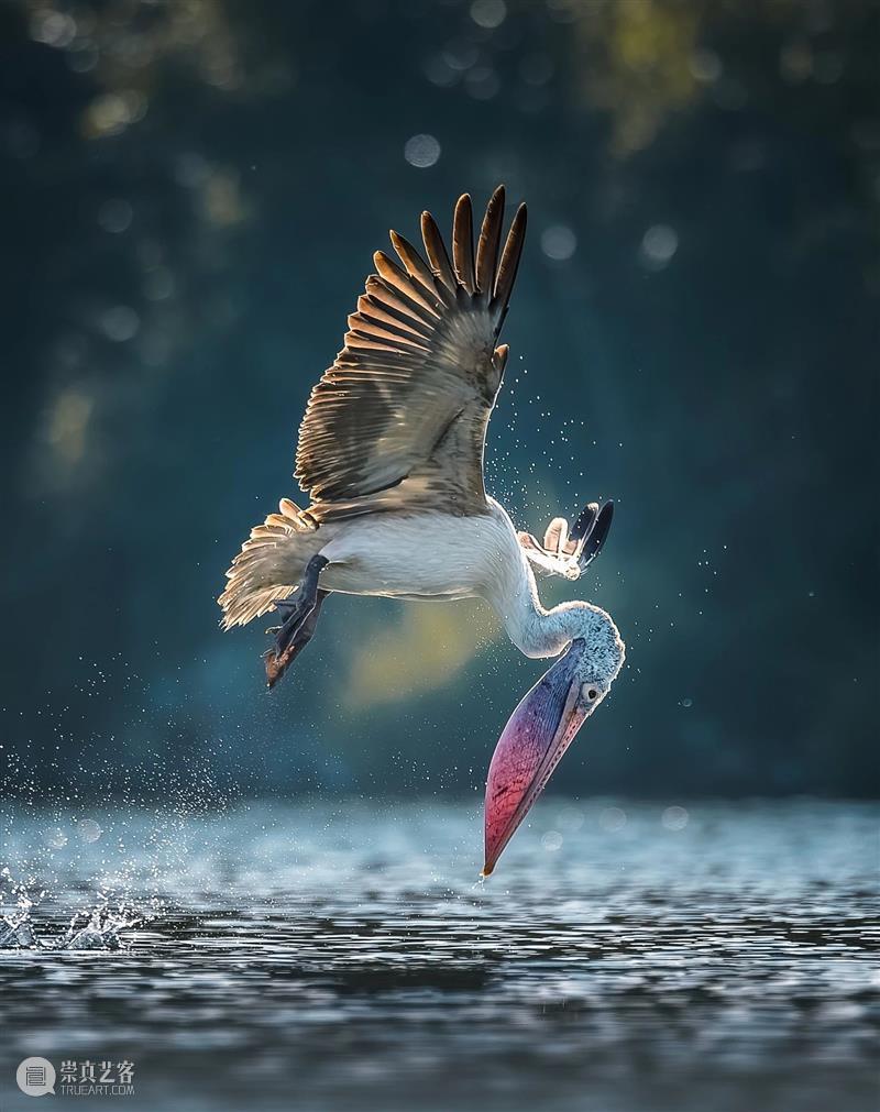 鸟界《狂飙》，鹈鹕灌顶 崇真艺客