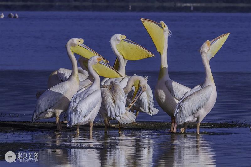 鸟界《狂飙》，鹈鹕灌顶 崇真艺客