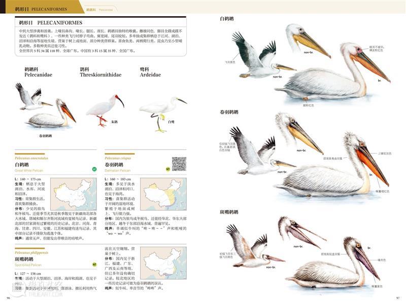 鸟界《狂飙》，鹈鹕灌顶 崇真艺客
