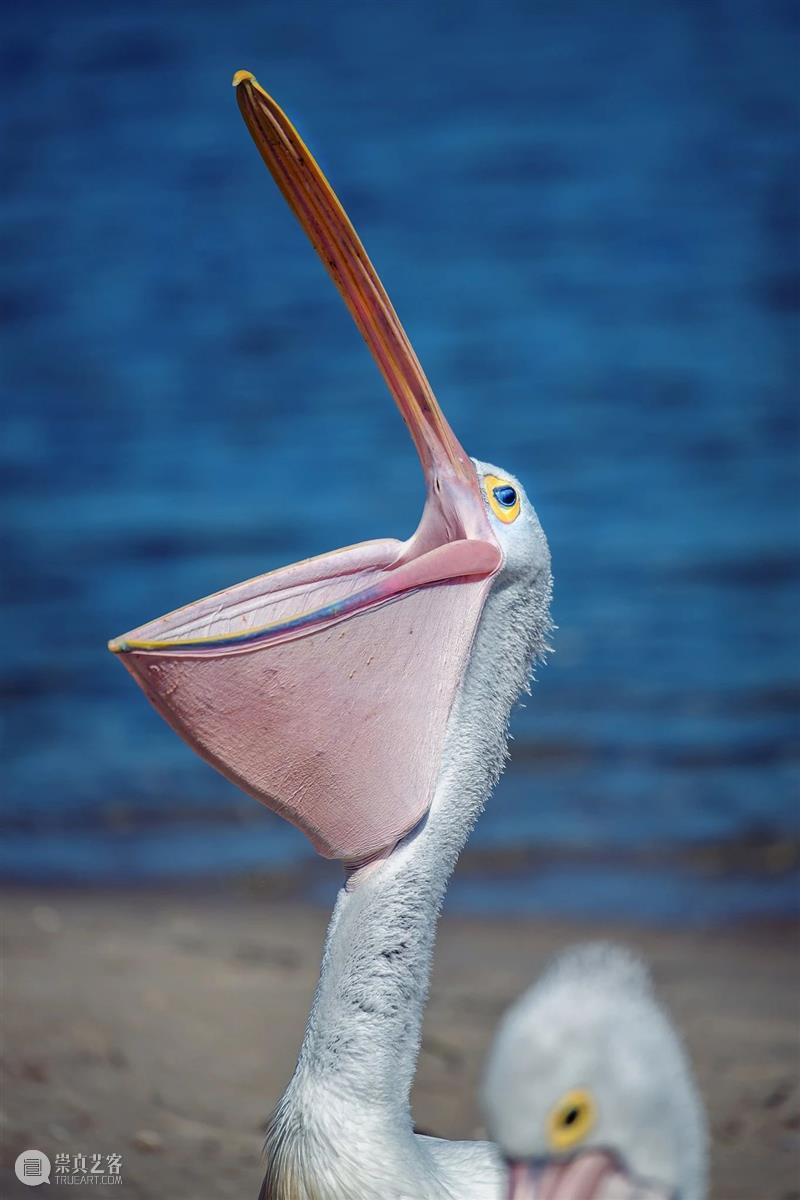 鸟界《狂飙》，鹈鹕灌顶 崇真艺客