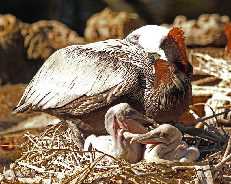 鸟界《狂飙》，鹈鹕灌顶 崇真艺客