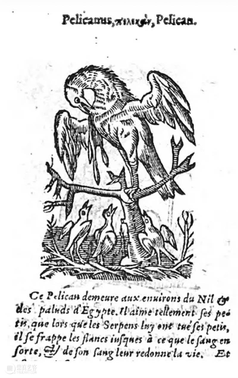 鸟界《狂飙》，鹈鹕灌顶 崇真艺客