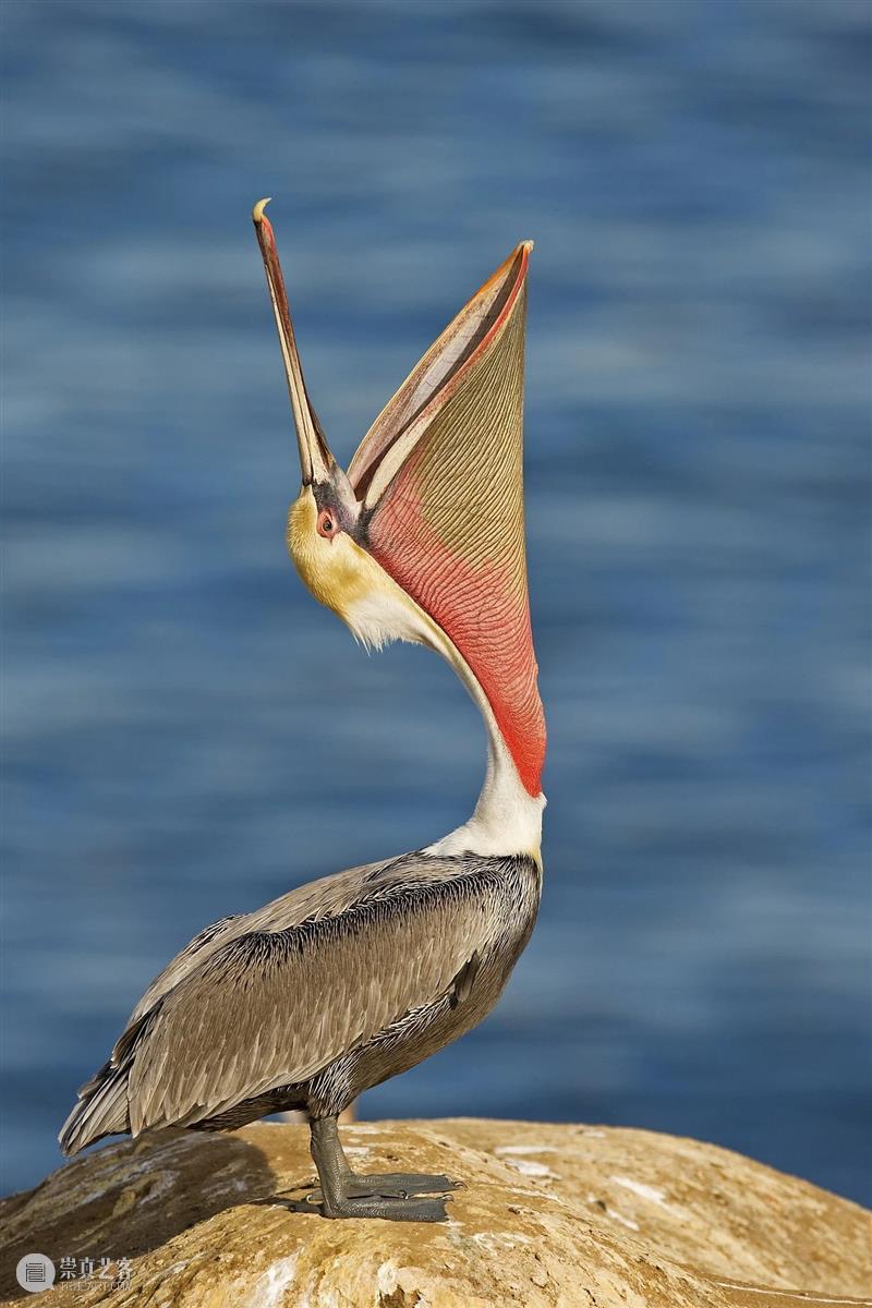 鸟界《狂飙》，鹈鹕灌顶 崇真艺客