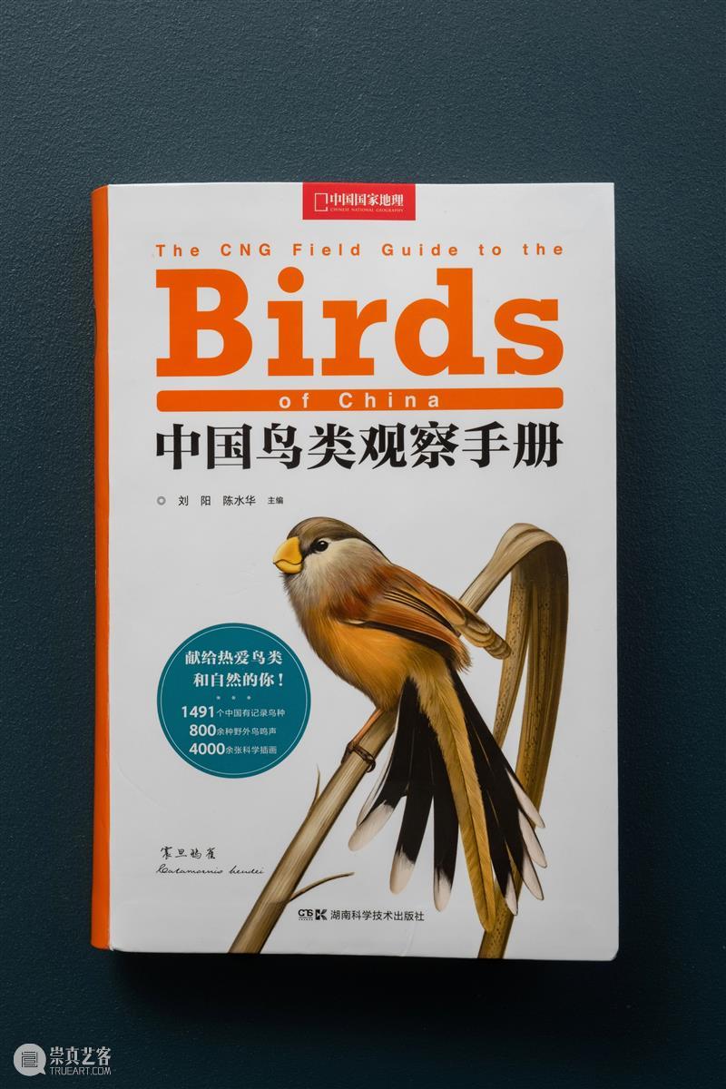 鸟界《狂飙》，鹈鹕灌顶 崇真艺客