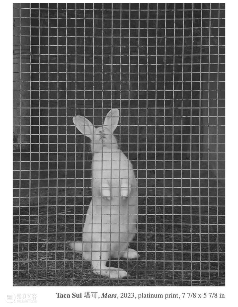展览解析｜兔子计划艺术展览最后两天 崇真艺客