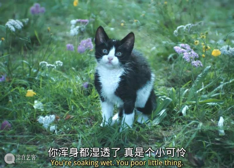 周六观影招募 |天才猫奴画家《路易斯·韦恩的激情人生》猫是生命之光呀! 崇真艺客