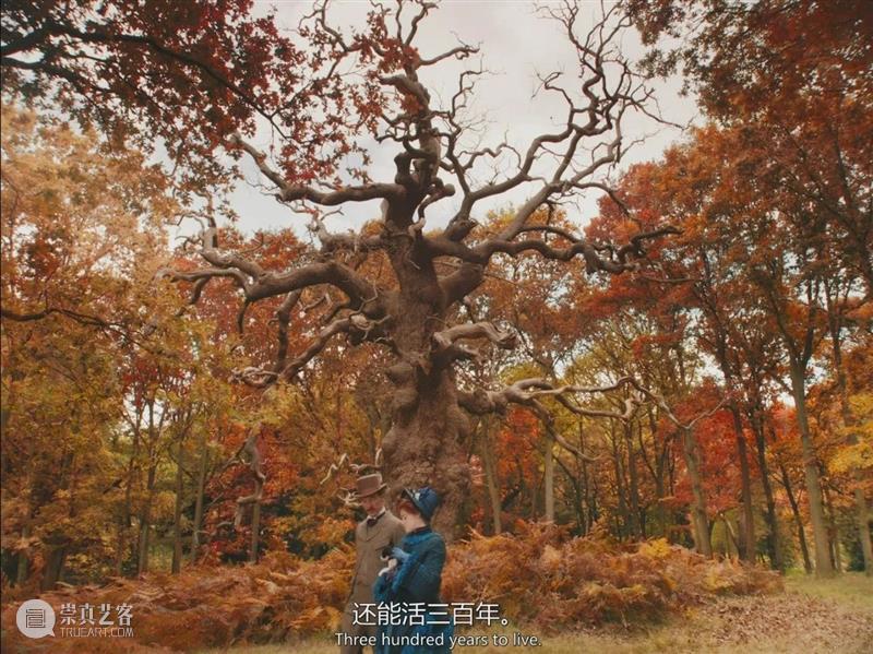 周六观影招募 |天才猫奴画家《路易斯·韦恩的激情人生》猫是生命之光呀! 崇真艺客