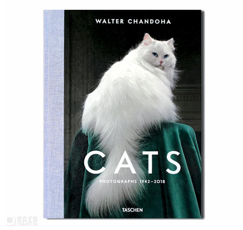 周六观影招募 |天才猫奴画家《路易斯·韦恩的激情人生》猫是生命之光呀! 崇真艺客