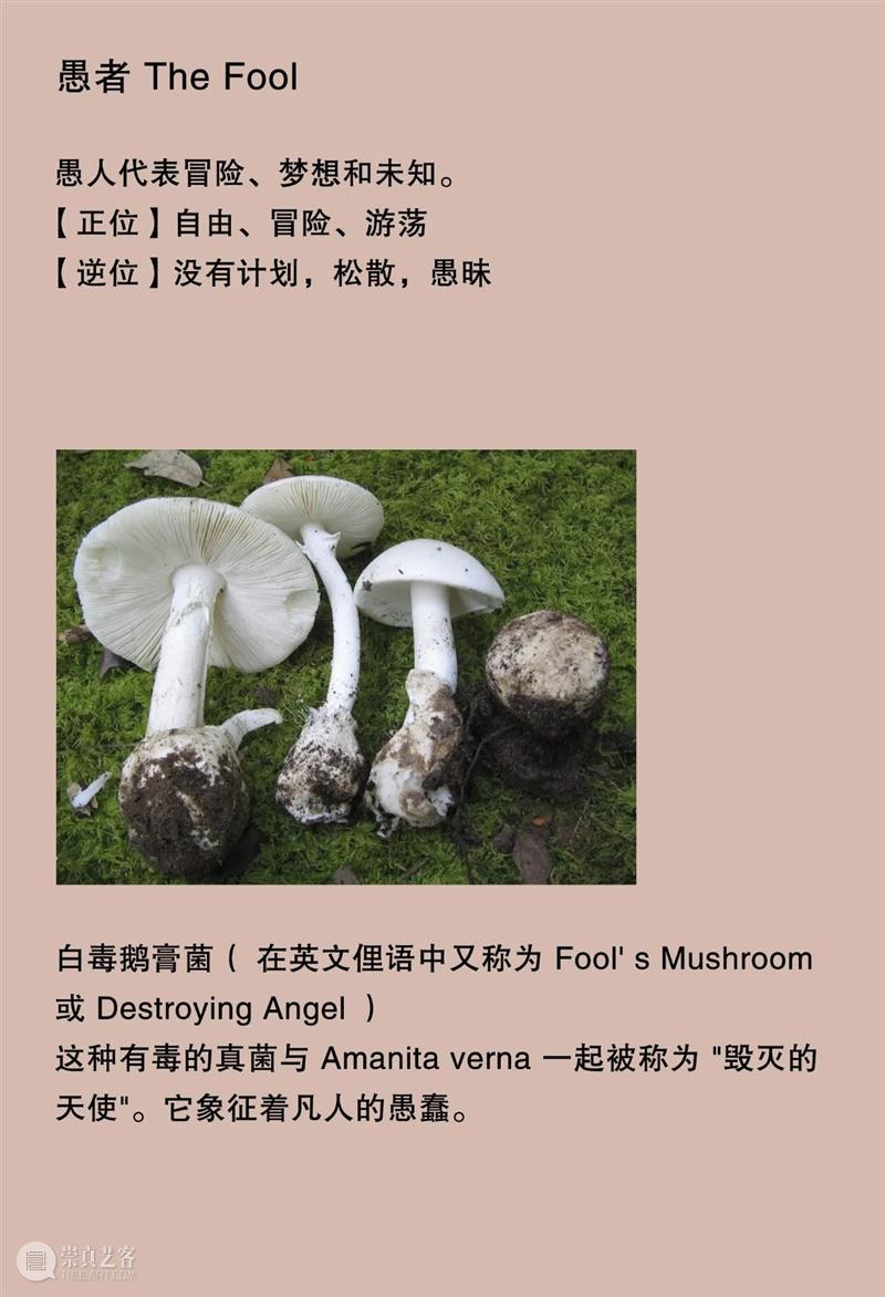 大竹茂夫「真菌塔罗牌」& 寺山修司「占歌留多手稿」｜译介首发 崇真艺客
