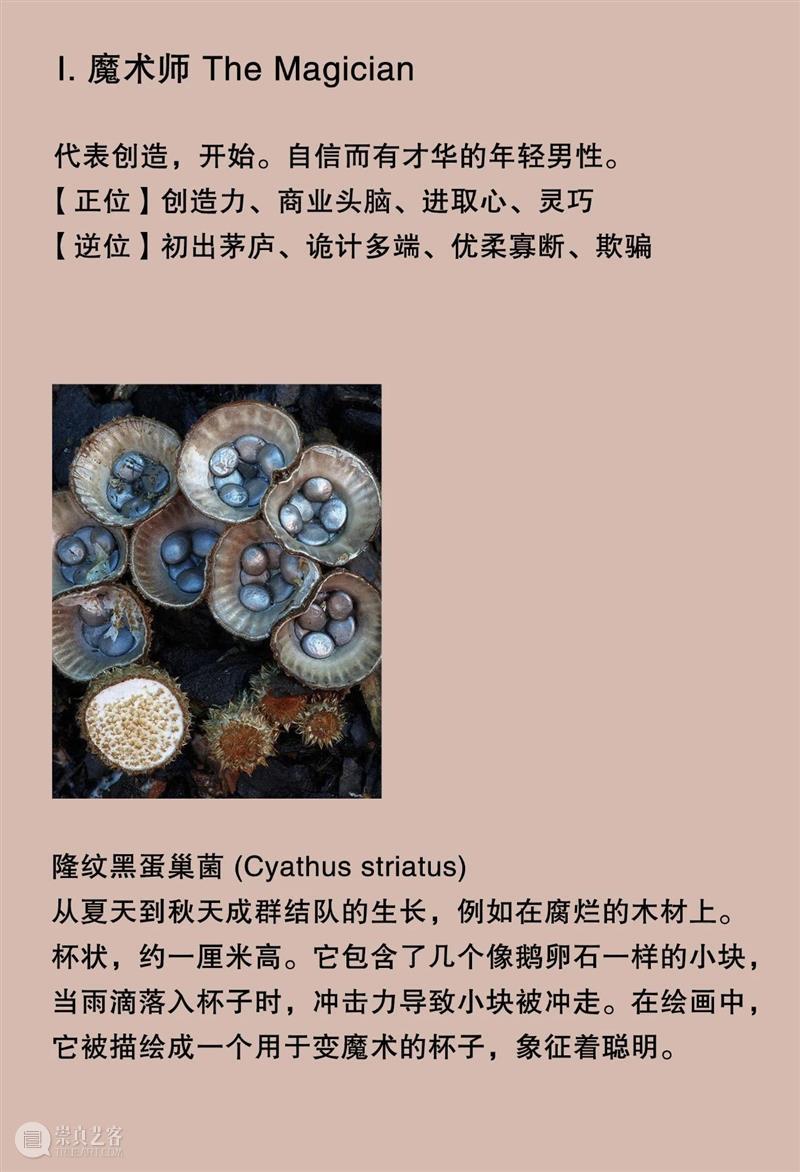 大竹茂夫「真菌塔罗牌」& 寺山修司「占歌留多手稿」｜译介首发 崇真艺客