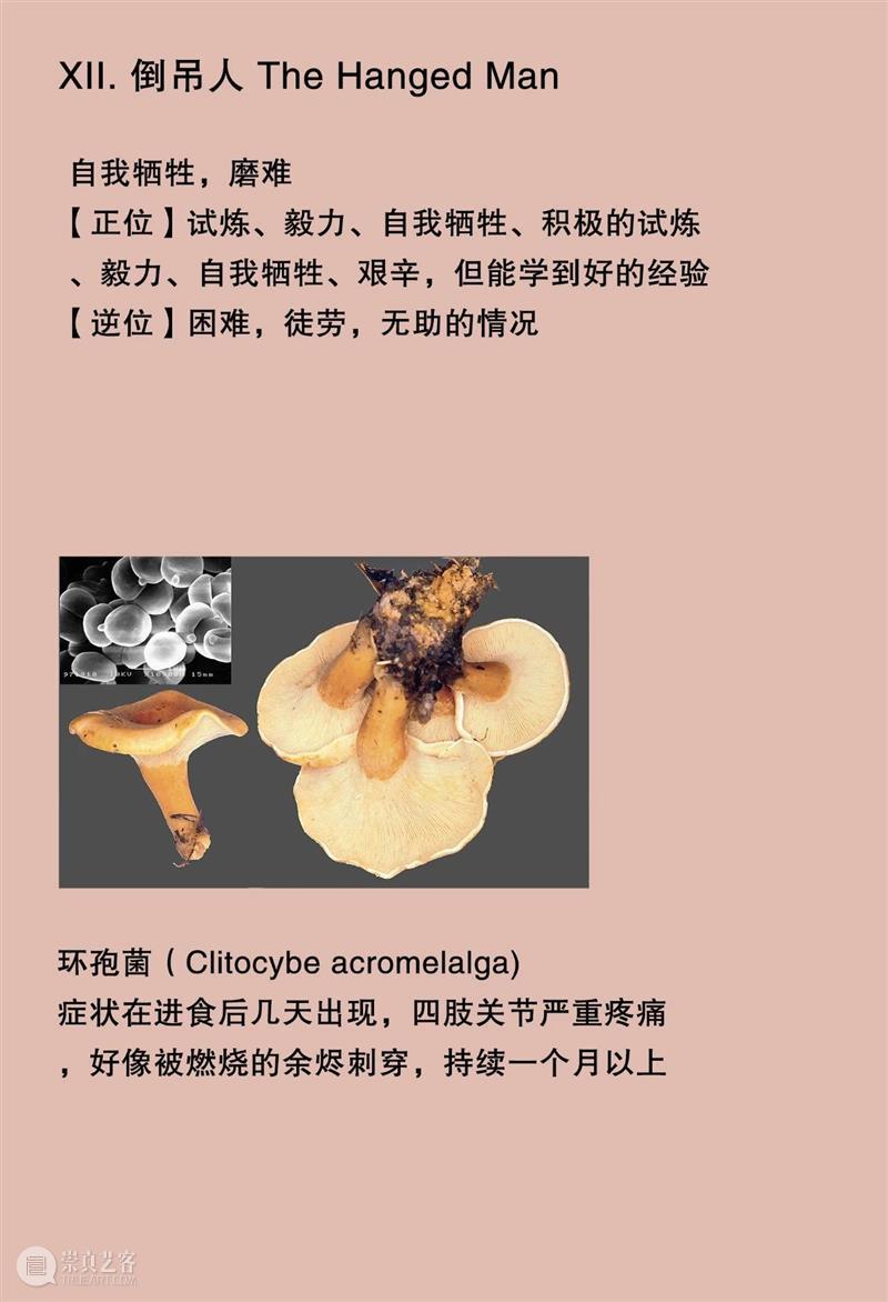 大竹茂夫「真菌塔罗牌」& 寺山修司「占歌留多手稿」｜译介首发 崇真艺客