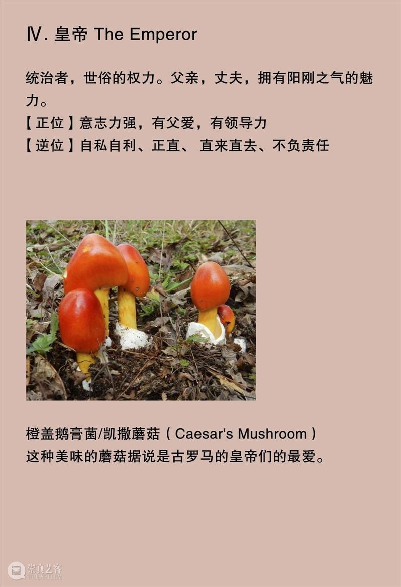 大竹茂夫「真菌塔罗牌」& 寺山修司「占歌留多手稿」｜译介首发 崇真艺客