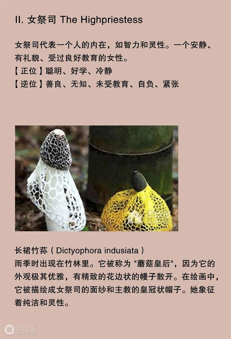 大竹茂夫「真菌塔罗牌」& 寺山修司「占歌留多手稿」｜译介首发
